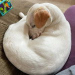 Un Rat-Cha allongé et semblant dormir 