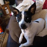 Un Rat-Cha allongé dans un panier 