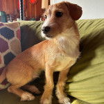 Un Rat-Cha allongé sur un canapé et semblant détendu