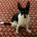 Un Rat-Cha assis sur un tapis et regardant vers la caméra 