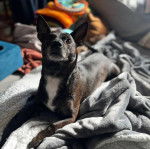 Un Rat-Cha allongé et semblant détendu 