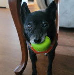 Un Rat-Cha portant un harnais et ayant une balle de tennis dans sa gueule 