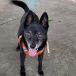 Un Rat-Cha tirant la langue et portant un harnais