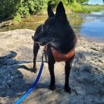 Un Rat-Cha sur une berge et qui est tenu en laisse