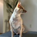 Un Rat-Cha assis sur un canapé et regardant vers sa droite 