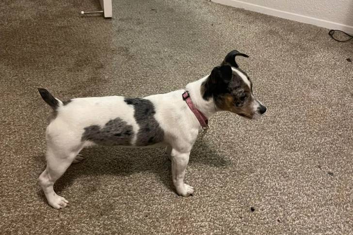 Un Rat-Cha sur une moquette et portant un collier autour du cou 