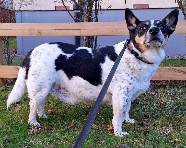 Un Rat-Cha sur un terrain herbeux et qui est tenu en laisse 