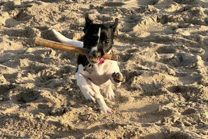Un Rat-Cha courant sur une surface sableuse et ayant un bâton dans sa gueule 