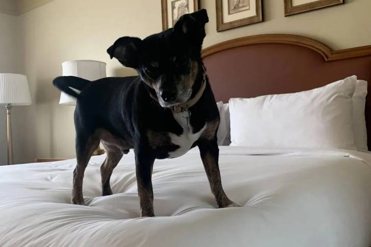 Un Rat-Cha sur un lit et portant un collier autour du cou 