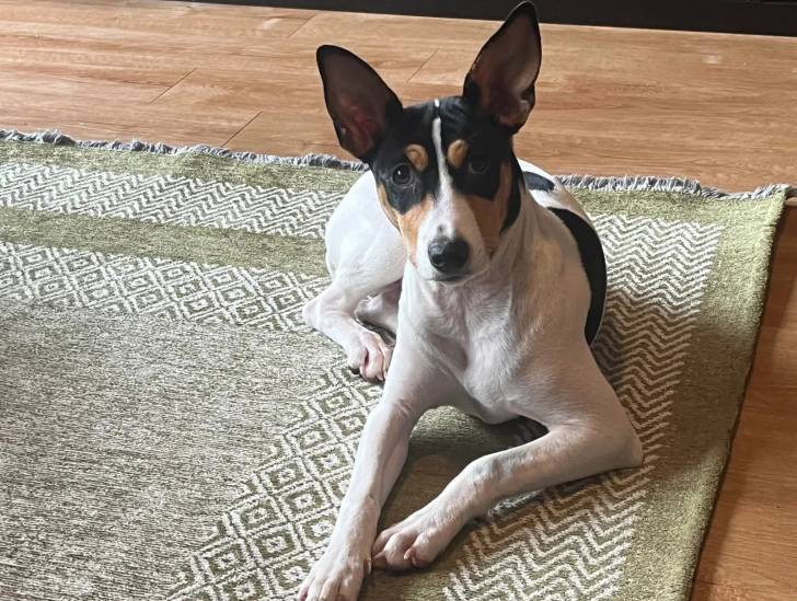 Un Rat-Cha allongé sur un tapis et regardant vers la caméra 