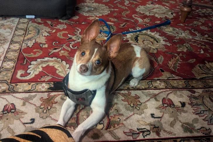 Un Rat-Cha allongé sur un tapis et qui est tenu en laisse 