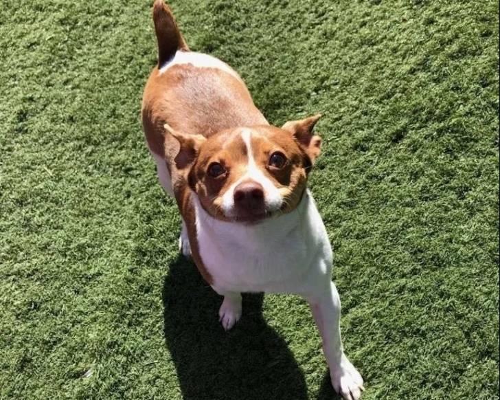 Un Rat-Cha sur un terrain herbeux 