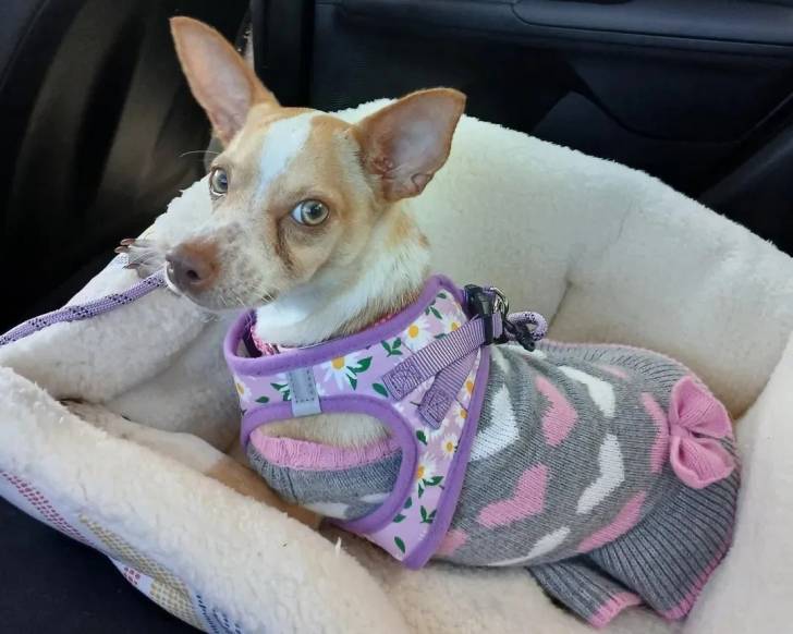 Un Rat-Cha allongé dans un panier et portant un habit pour chien 