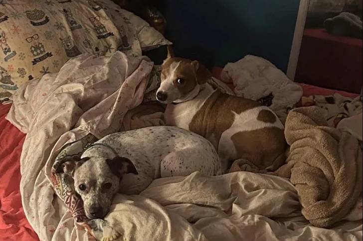 Deux Rat-Cha allongés sur un lit et portant tous deux un collier autour du cou