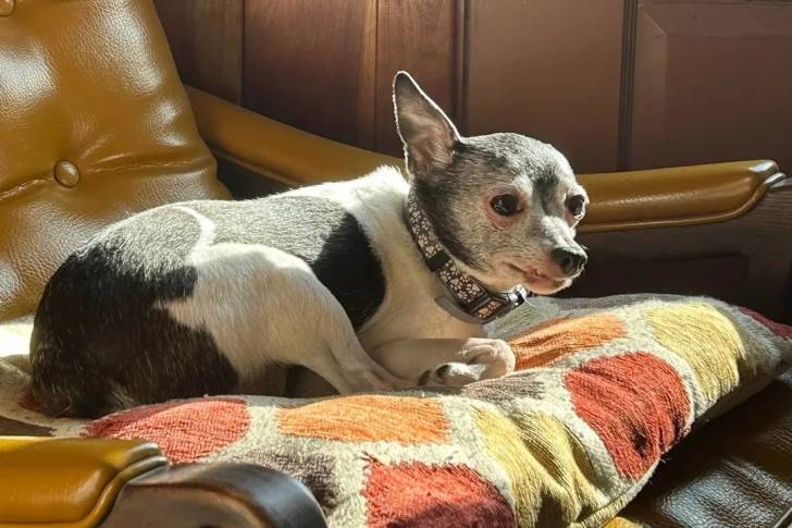 Un Rat-Cha allongé sur un fauteuil et portant un collier autour du cou