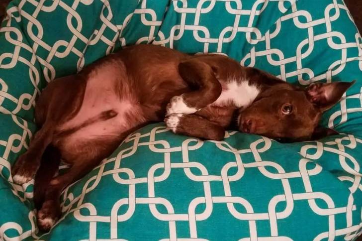 Un Rat-Cha allongé dans un panier et semlant détendu