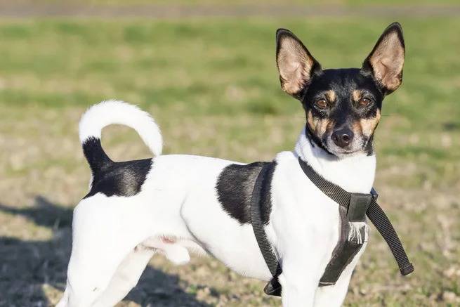 Un Rat-Cha sur un terrain herbeux et portant un harnais 