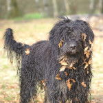 Cao da Serra de Aires Berger Portugais (Berger de la Serra de Aires) - Berger Portugais