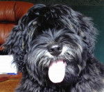 Berger Portugais-Calixto - Berger Portugais