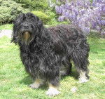 berger portugais Vanille de la Brenne Sauvage - Berger Portugais