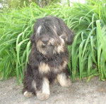 berger portugais Belem - Berger Portugais