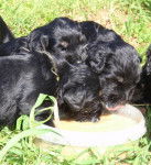 Berger Portugais chiots: Des Gardiens de la Houlette - Berger Portugais