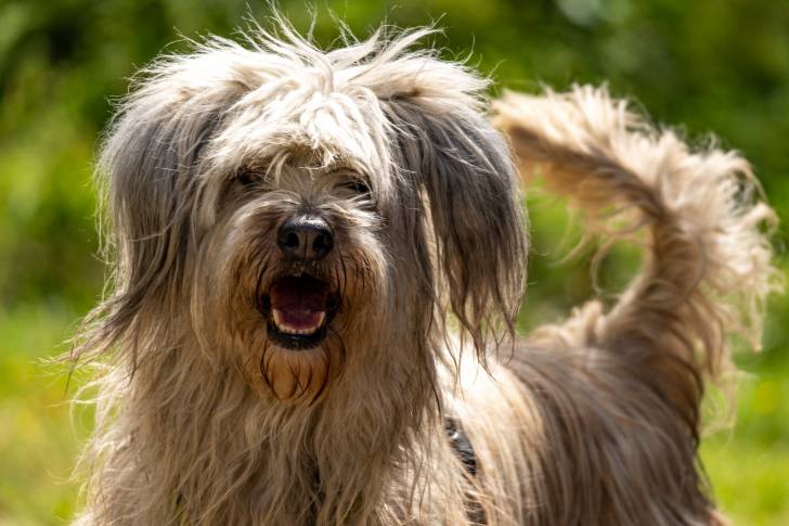 Un chien Berger Portugais beige de face