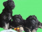 Trois chiots Berger Portugais 