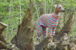 Un Italian Greyhuahua sur un arbre et portant un habit pour chien 
