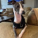 Un Italian Greyhuahua allong&eacute; sur un canap&eacute; et portant un harnais 