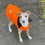 Un Italian Greyhuahua sur une surface b&eacute;tonn&eacute;e et portant un habit pour chien 