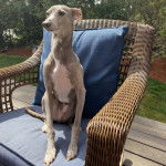 Un Italian Greyhuahua sur un fauteuil et semblant d&eacute;tendu 