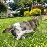 Un Italian Greyhuahua allong&eacute; sur une surface gazonn&eacute;e 