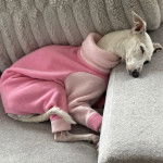 Un Italian Greyhuahua allong&eacute; sur un canap&eacute; et portant un habit pour chien