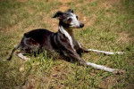 Un Italian Greyhuahua allongé sur un terrain herbeux 