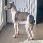 Un Italian Greyhuahua sur un plancher 