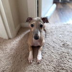 Un Italian Greyhuahua allong&eacute; sur une moquette et regardant vers la cam&eacute;ra 