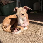 Un Italian Greyhuahua allong&eacute; sur une moquette et semblant d&eacute;tendu 