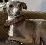 Un Italian Greyhuahua tirant la langue et portant un collier autour du cou