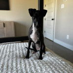 Un Italian Greyhuahua assis sur un lit et regardant vers la cam&eacute;ra 