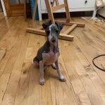 Un chiot Italian Greyhuahua assis sur un plancher 