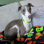 Un Italian Greyhuahua allong&eacute; sur un canap&eacute; et portant un collier autour du cou