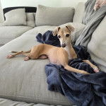 Un Italian Greyhuahua allong&eacute; sur un canap&eacute; et regardant vers la cam&eacute;ra