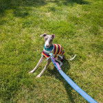 Un Italian Greyhuahua sur un terrain herbeux et qui est tenu en laisse 