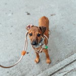 Un chiot Italian Greyhuahua sur une surface b&eacute;tonn&eacute;e et qui est tenu en laisse
