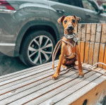 Un Italian Greyhuahua assis sur une surface b&eacute;tonn&eacute;e et qui est tenu en laisse 