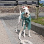 Un Italian Greyhuahua sur une surface b&eacute;tonn&eacute;e et qui est tenu en laisse