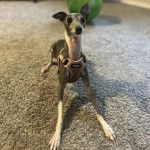 Un Italian Greyhuahua allong&eacute; sur une moquette et portant un harnais 