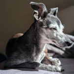 Un Italian Greyhuahua allong&eacute; et semblant d&eacute;tendu 