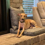 Un Italian Greyhuahua regardant vers la cam&eacute;ra et portant un collier autour du cou